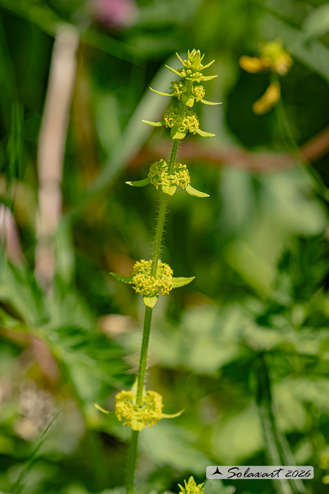 Cruciata laevipes