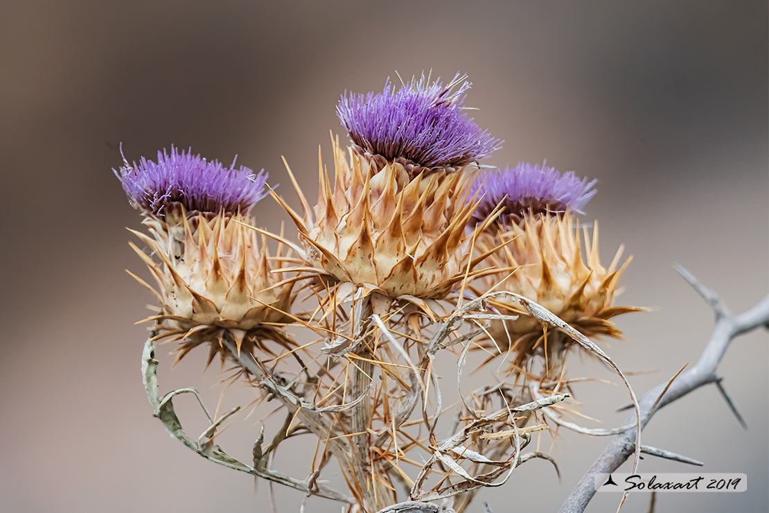 Cynara cardunculus L. subsp. flavescens