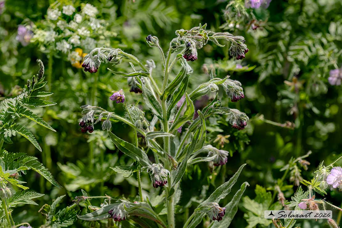 Cynoglossum officinale -  Erba vellutina