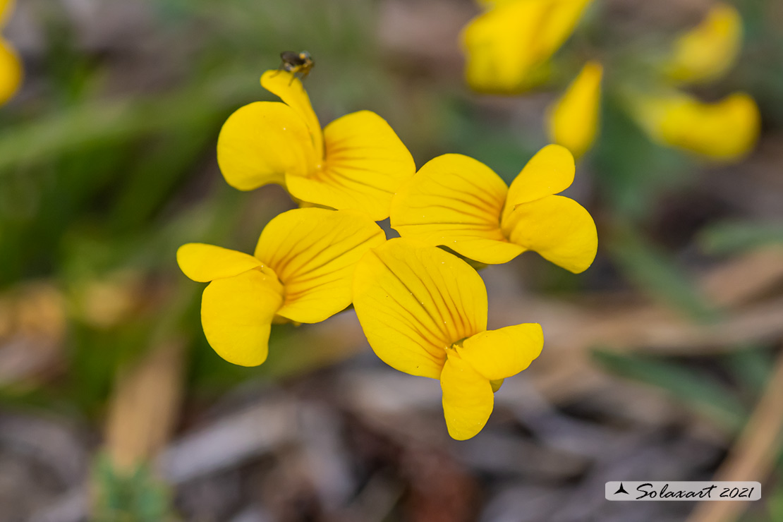 Cytisus emeriflorus - Citiso insubrico