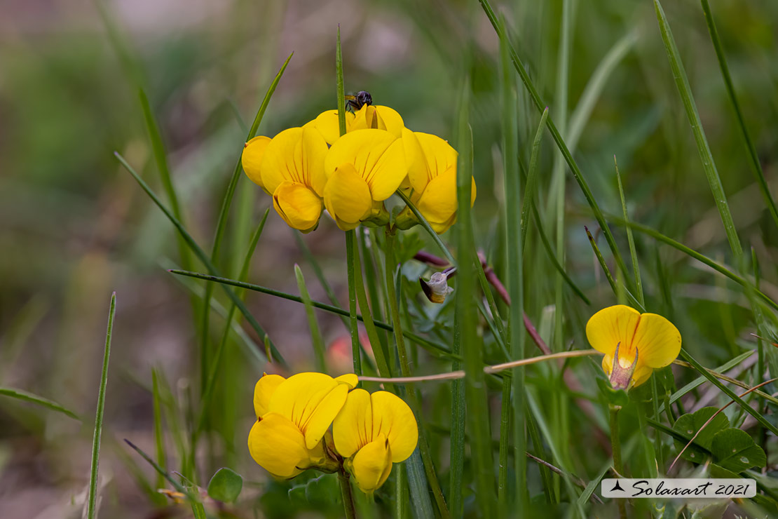 Cytisus emeriflorus - Citiso insubrico