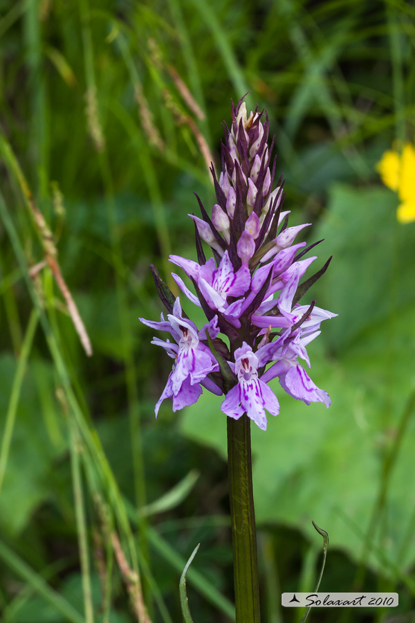 Dactylorhiza maculata