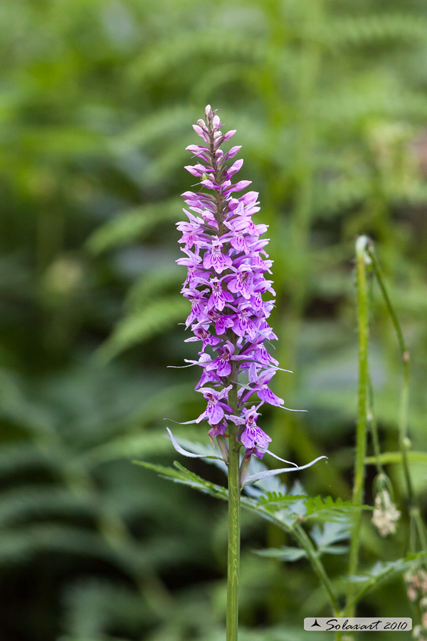 Concordia (nome scientifico Dactylorhiza maculata )