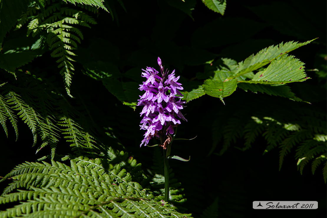 Dactylorhiza fuchsii 