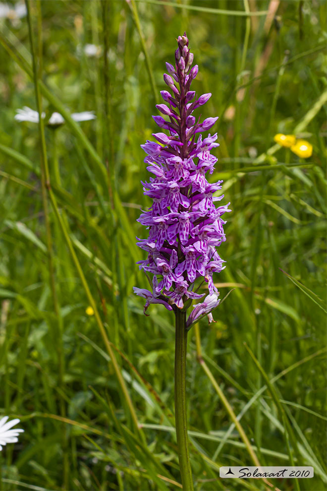 Dactylorhiza fuchsii 