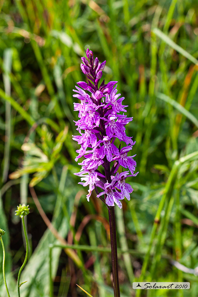 Dactylorhiza fuchsii 