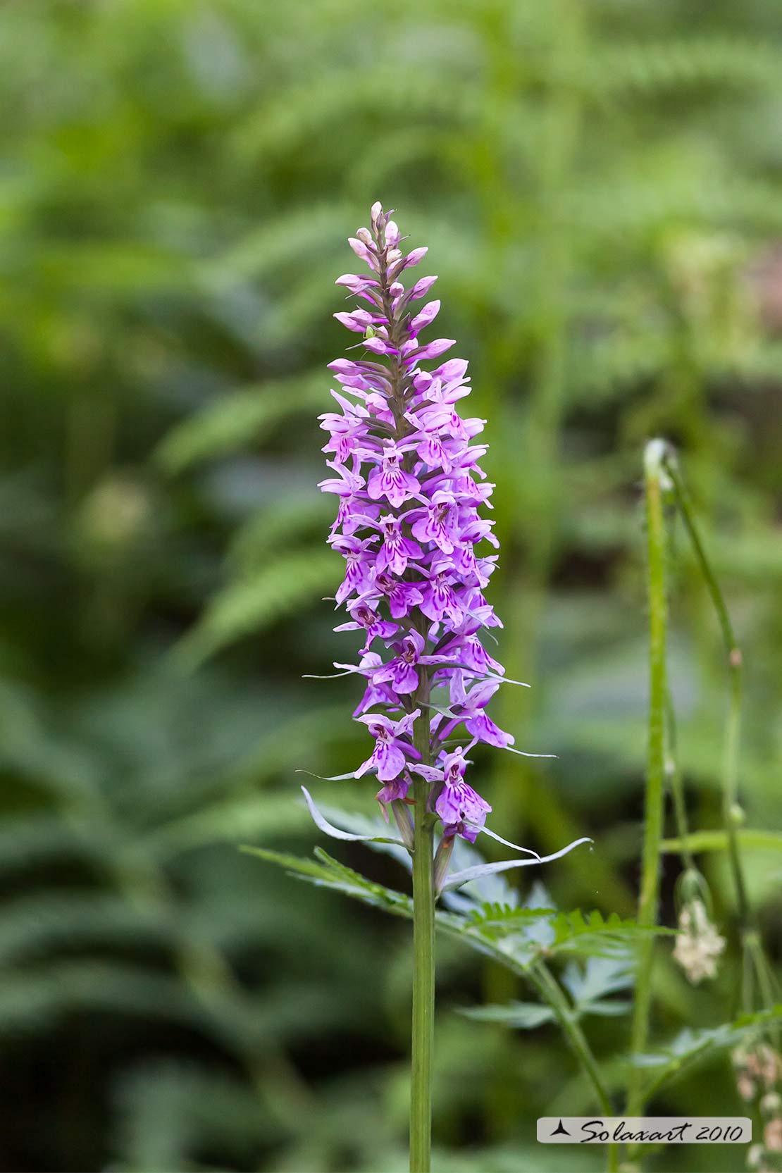 Dactylorhiza fuchsii 