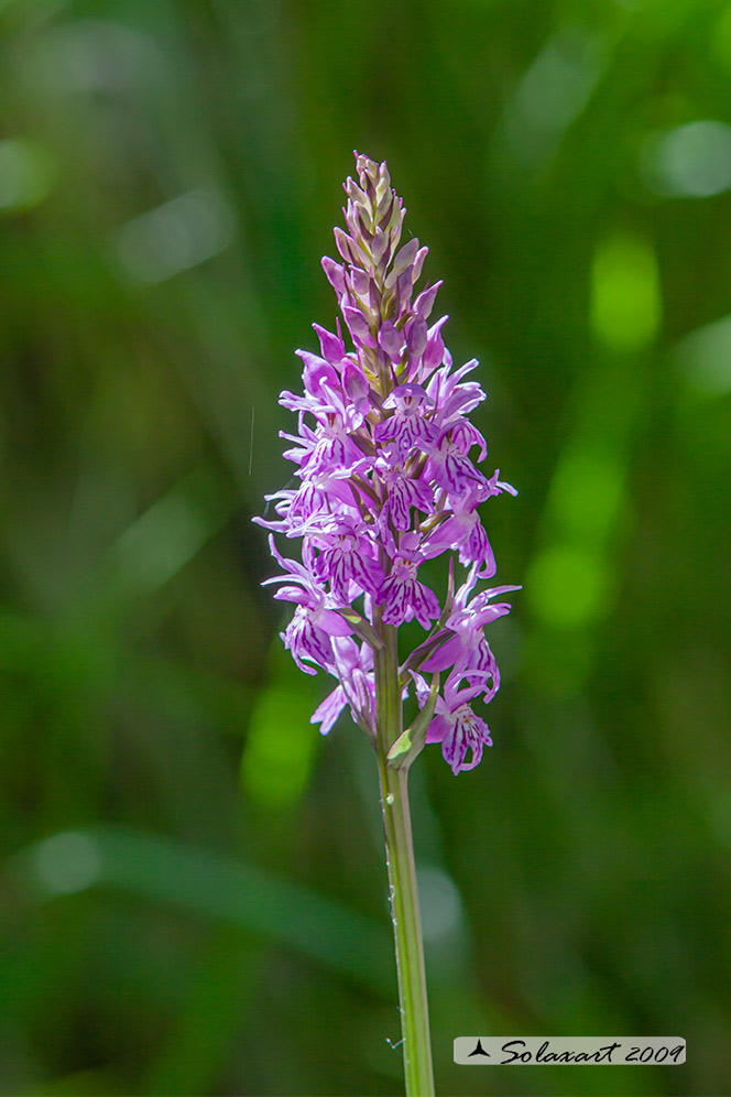 Dactylorhiza maculata