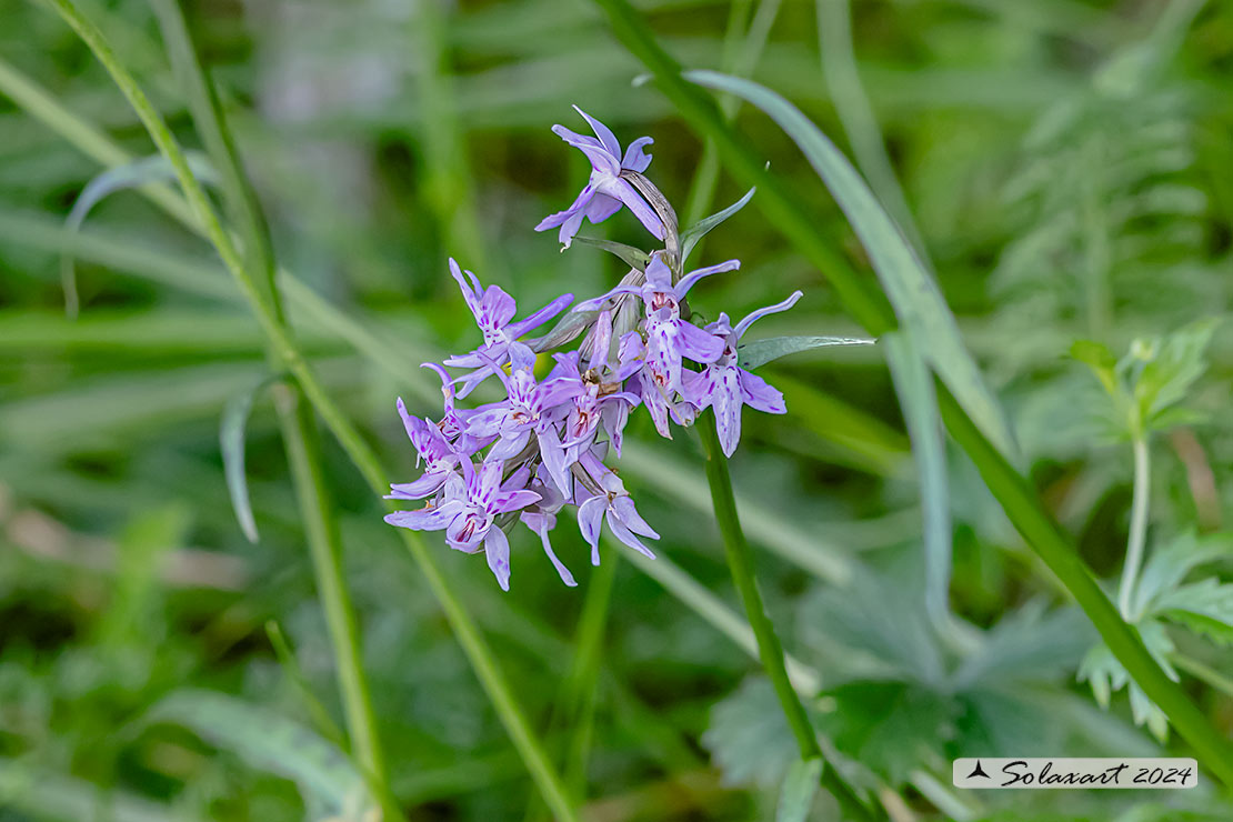 Dactylorhiza maculata