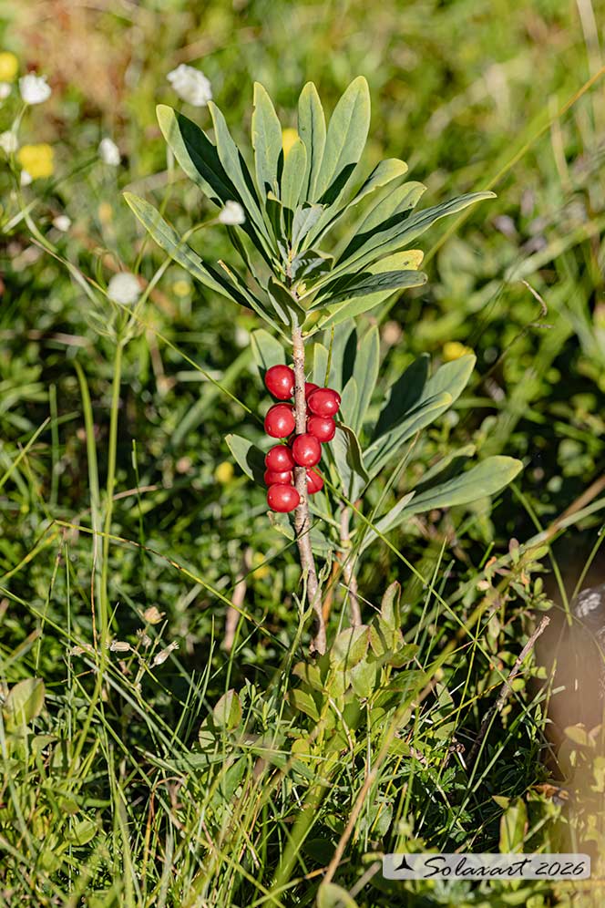 Daphne mezereum