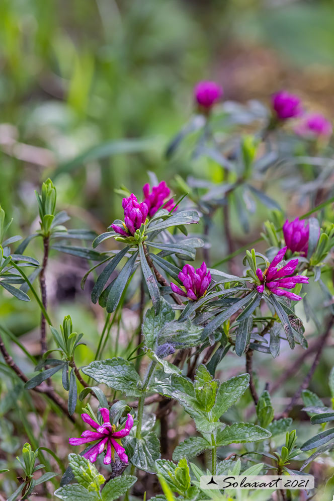 Daphne striata