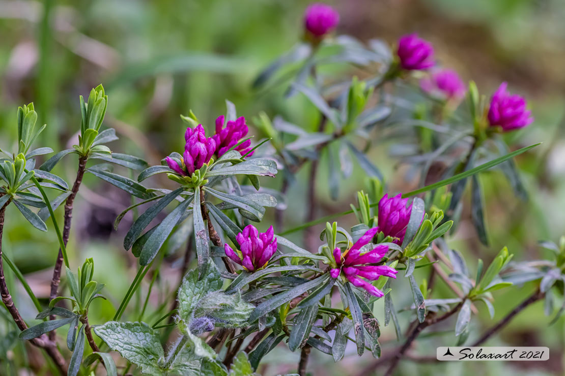 Daphne striata