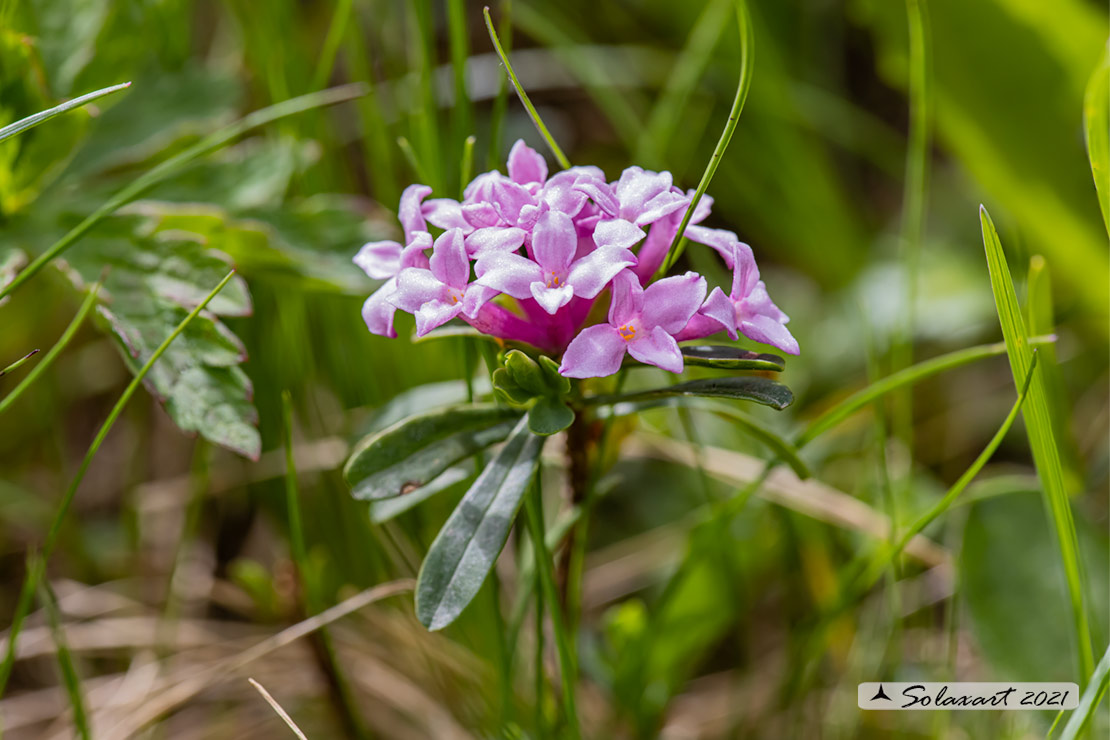 Daphne striata