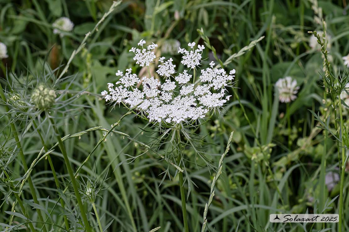 Daucus carota; Carota selvatica