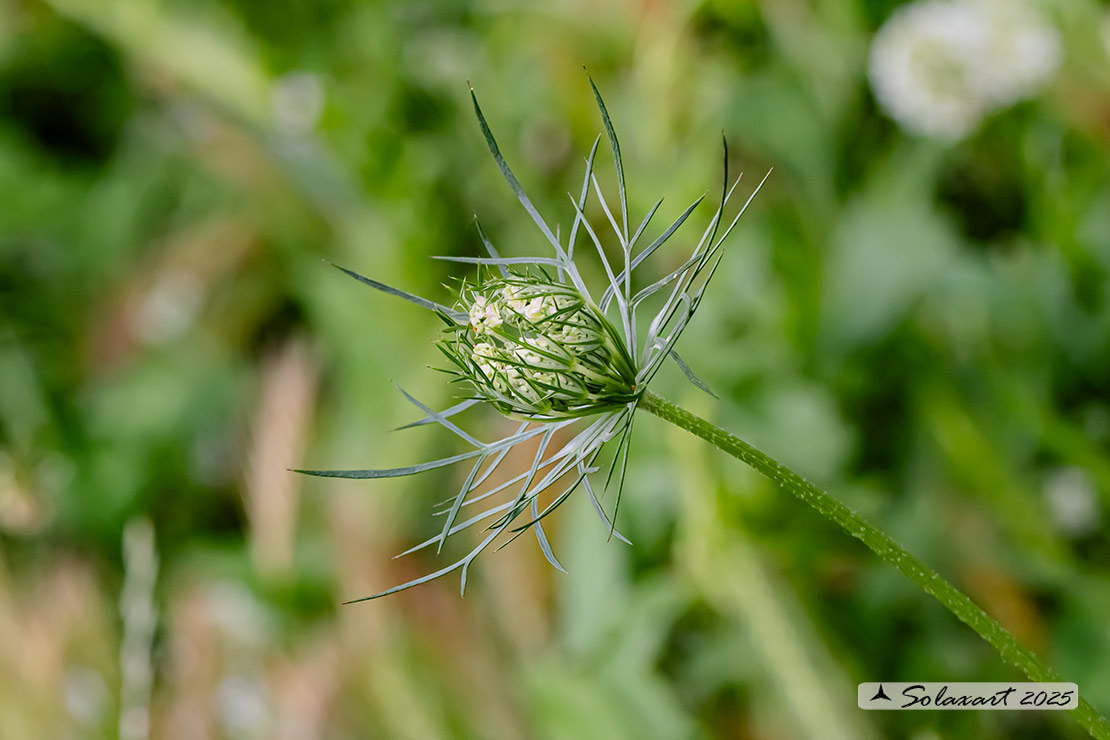 Daucus carota; Carota selvatica