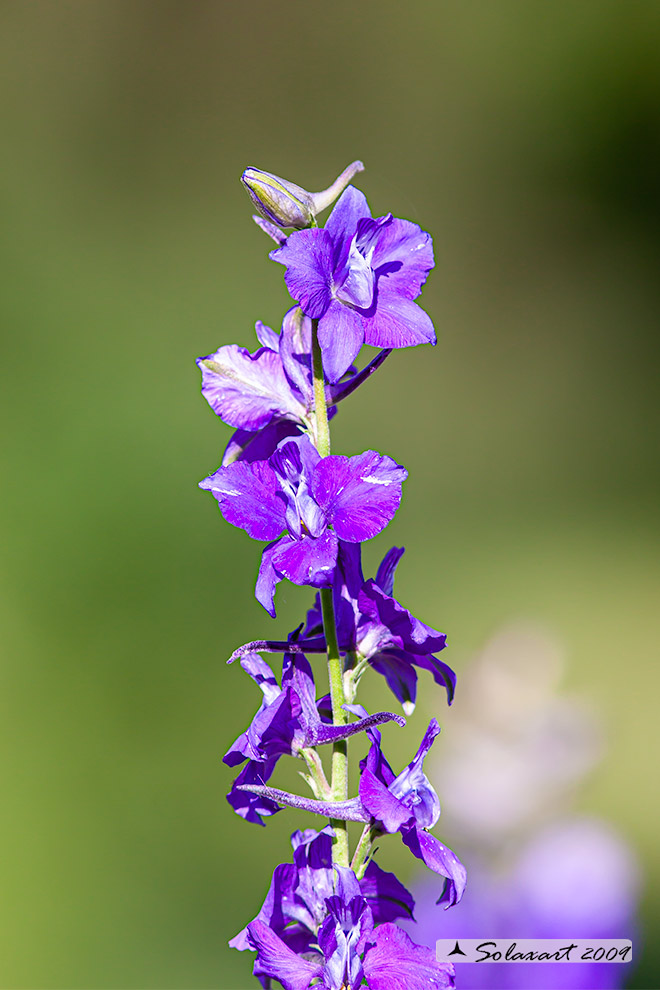 Delphinium ajacis