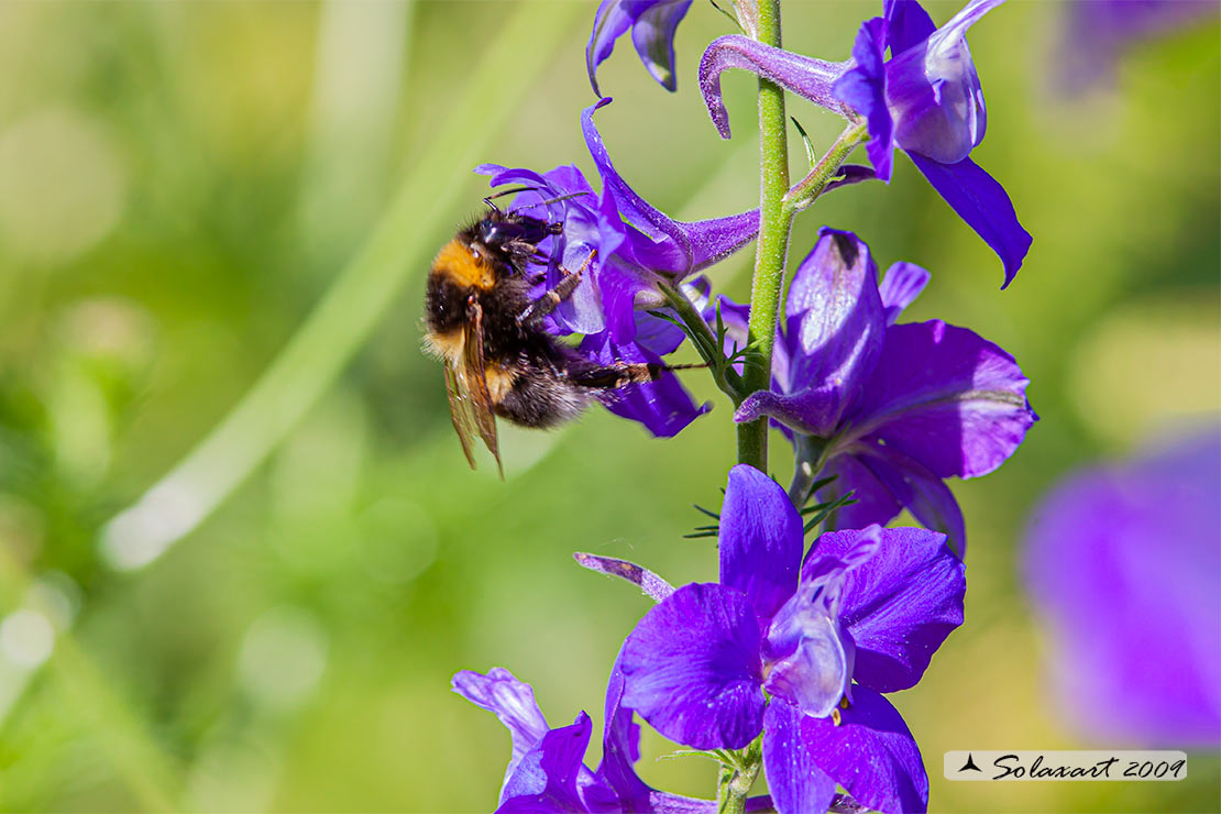 Delphinium ajacis