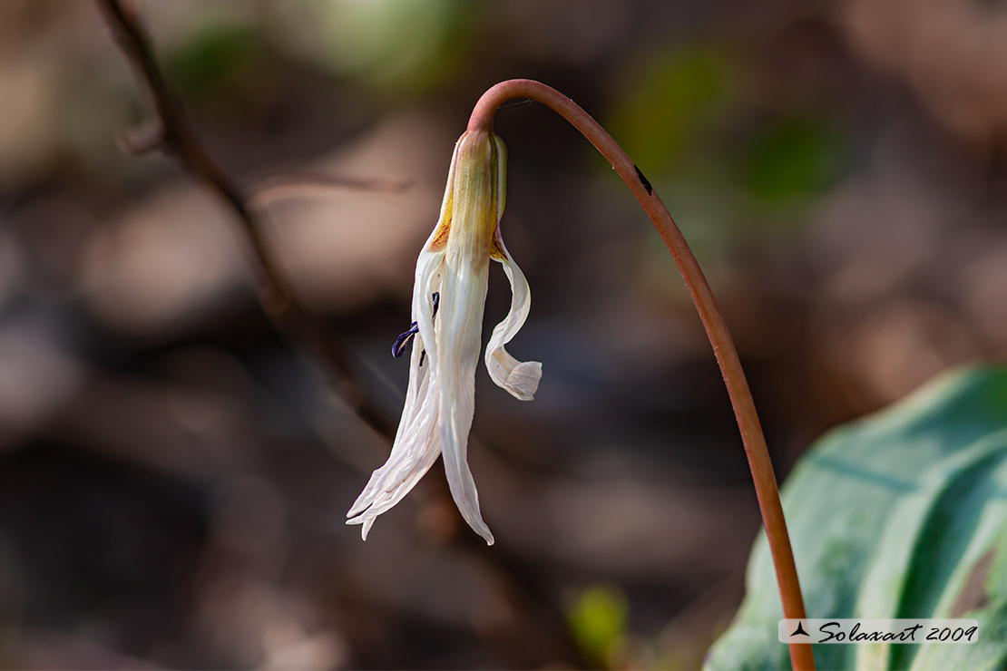 Dente di cane - Erythronium dens canis