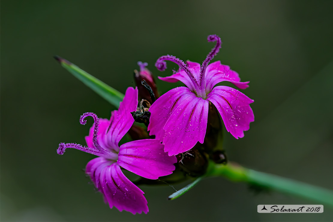 Dianthus carthusianorum - Garofano dei Certosini