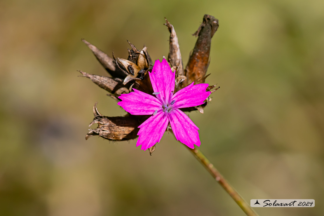 Dianthus carthusianorum - Garofano dei Certosini