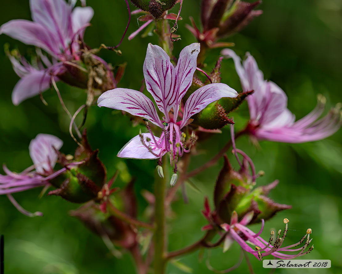 Dictamnus albus - Dittamo o frassinella