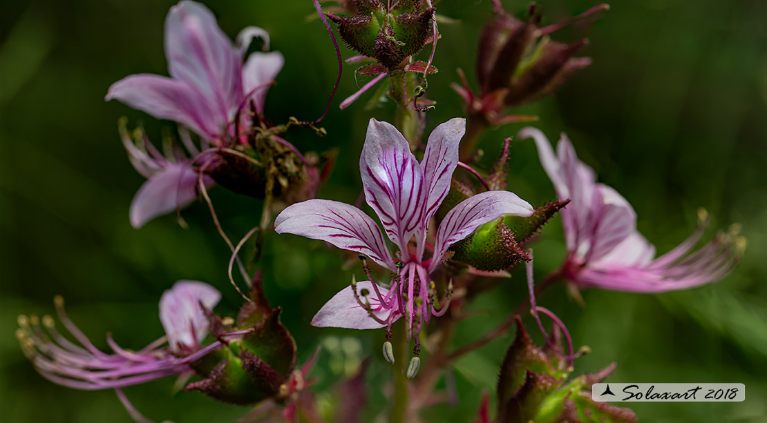 Dictamnus albus - Dittamo o frassinella