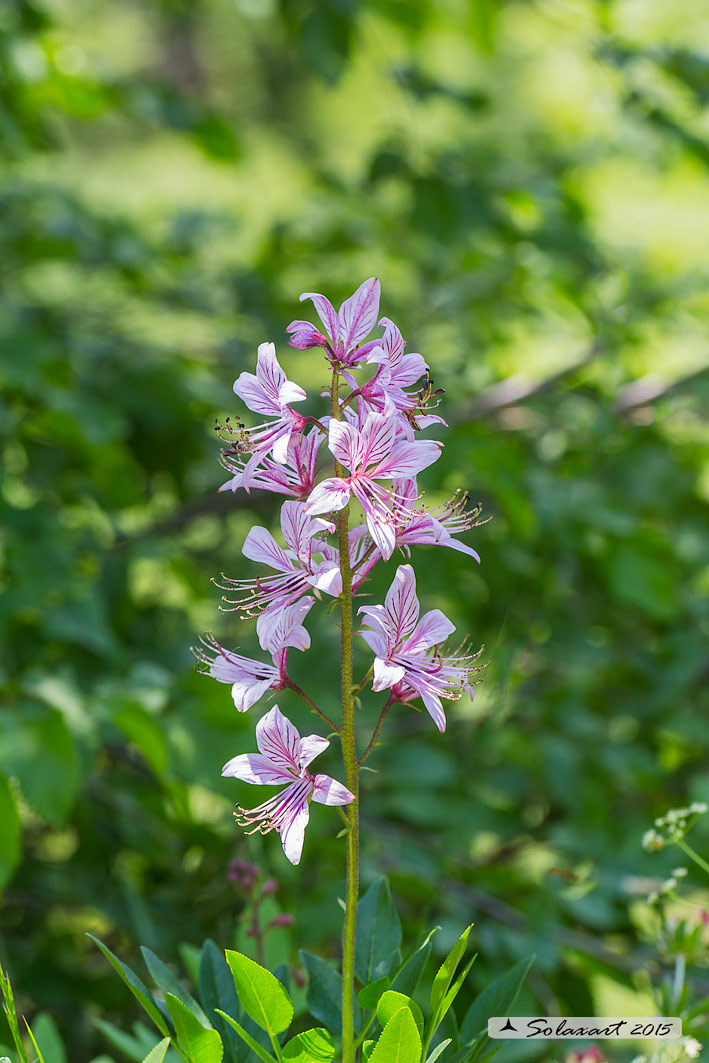 Dictamnus albus - Dittamo o frassinella