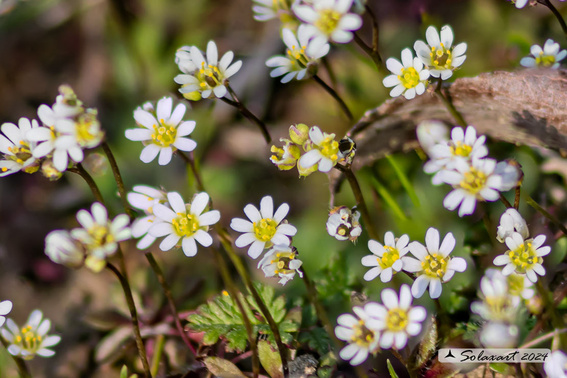 Draba verna