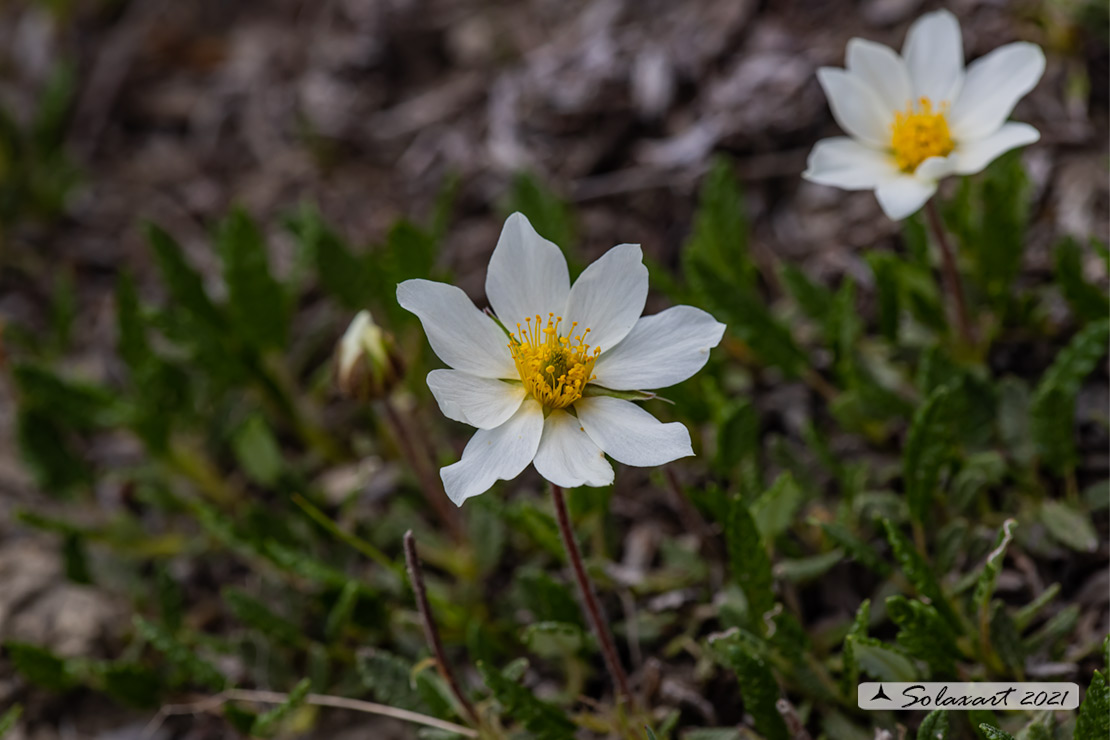 Dryas octopetala - Camedrio alpino