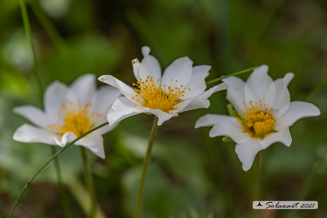 Dryas octopetala - Camedrio alpino