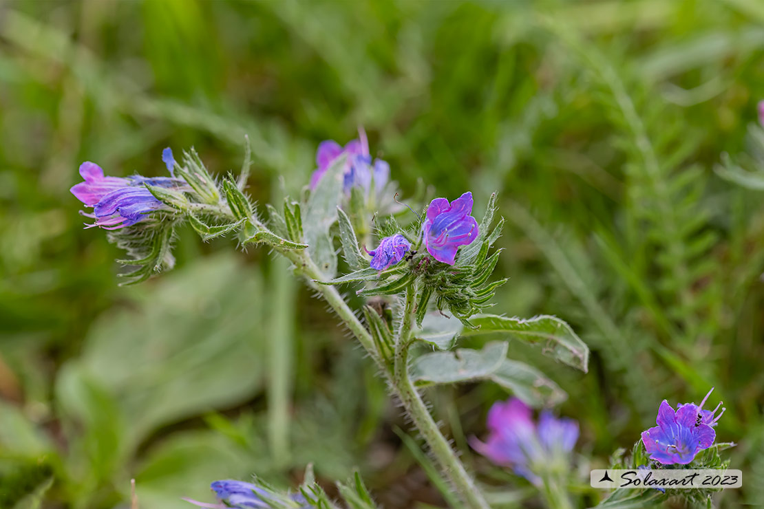 Echium plantaginea - Erba Viperina plantaginea