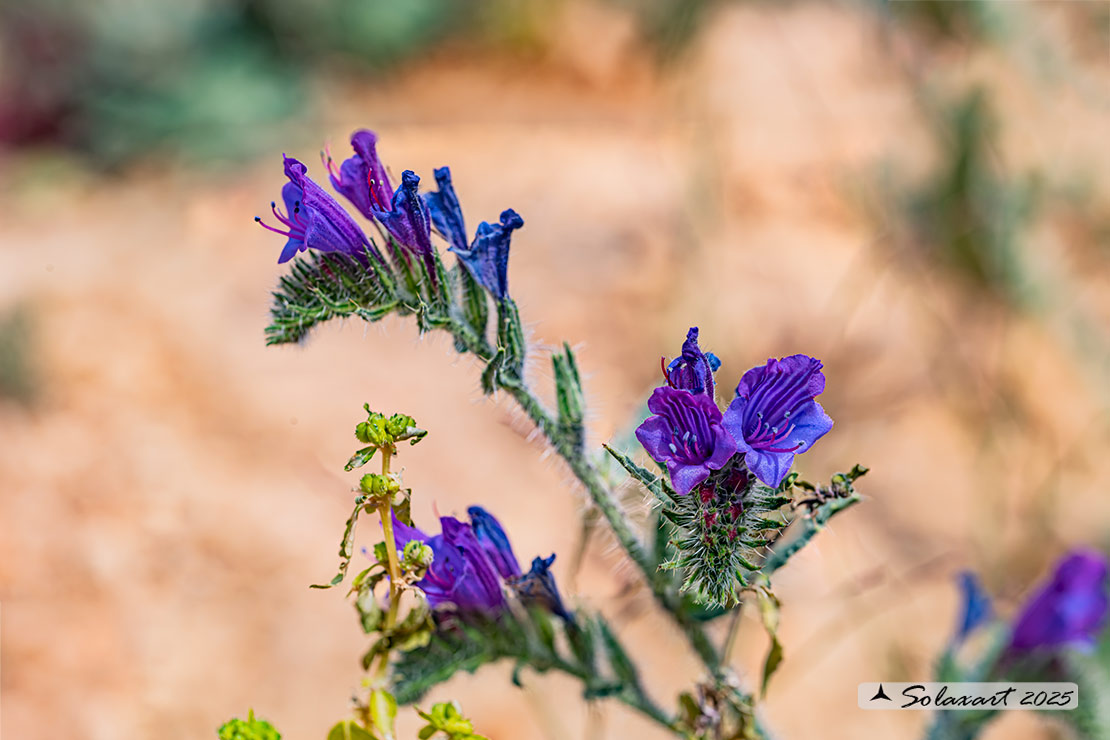 Echium creticum subsp. coyncianum - Viperina di Cornut