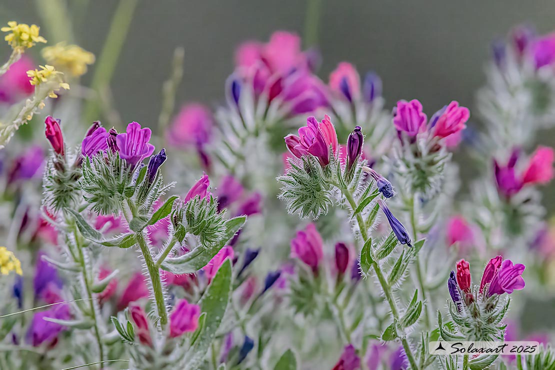 Echium plantaginea - Erba Viperina plantaginea