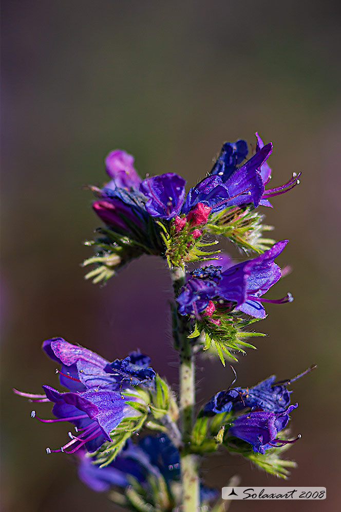 Echium vulgare - Erba Viperina 