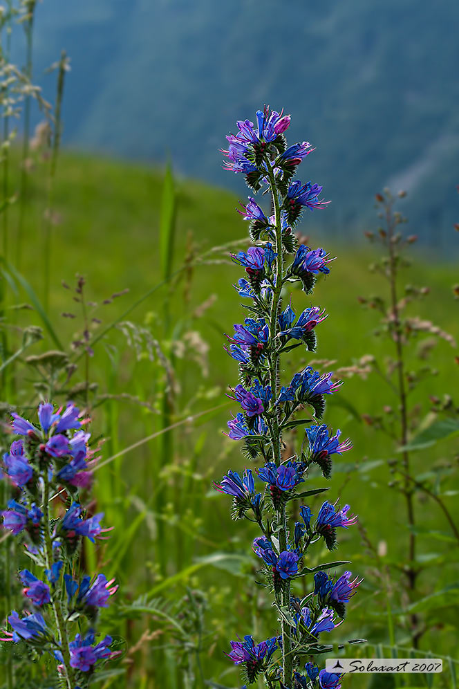 Echium vulgare - Erba Viperina 