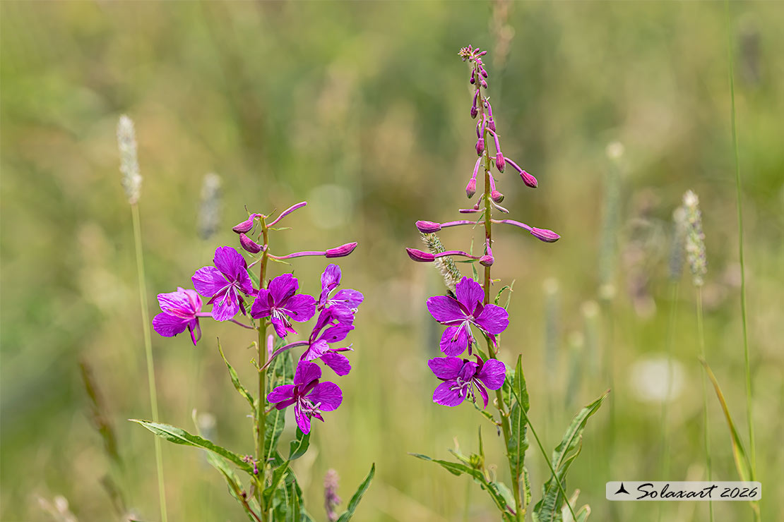 Chamaenerion angustifolium