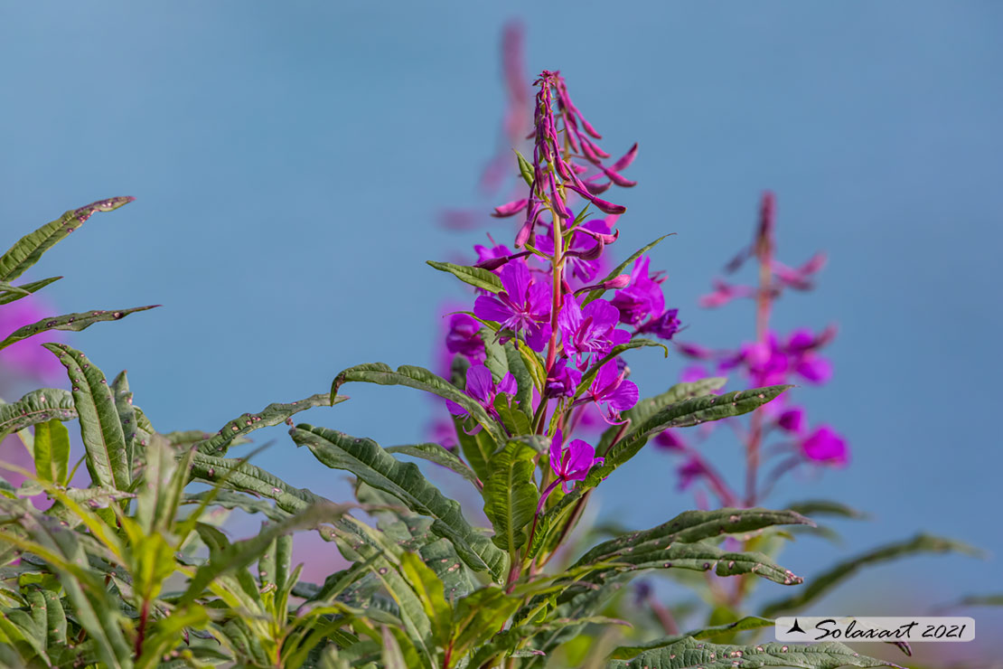 Epilobium angustifolium