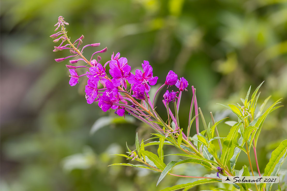 Epilobium angustifolium