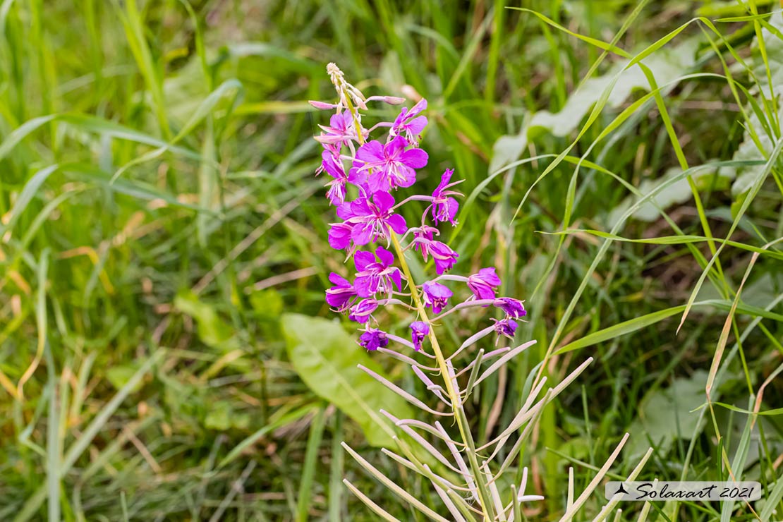Epilobium angustifolium