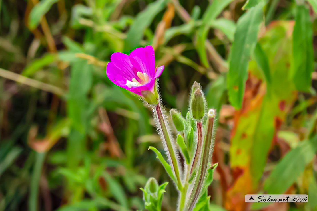 Epilobium hirsutum 