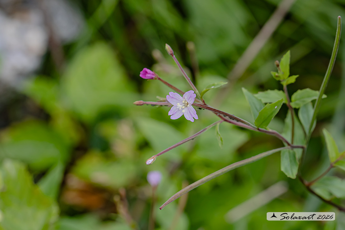 Epilobium montanum