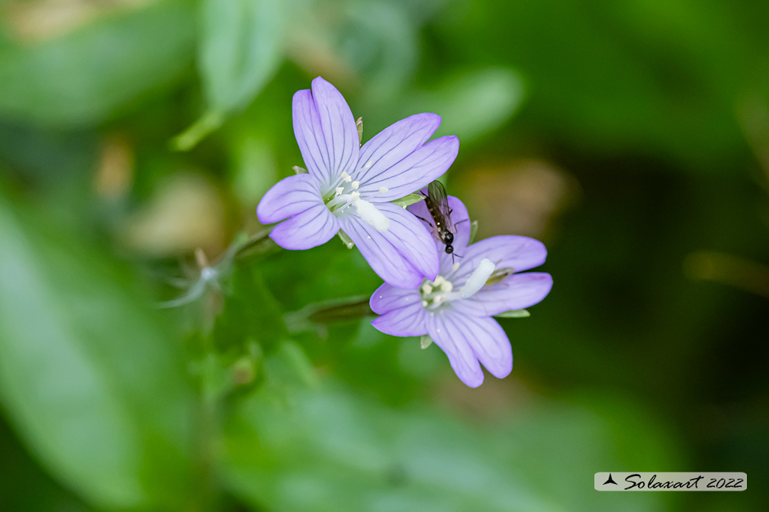 Epilobium parviflorum