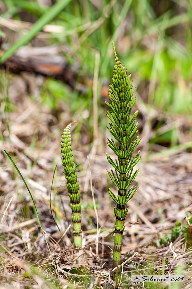 Equisetum arvense