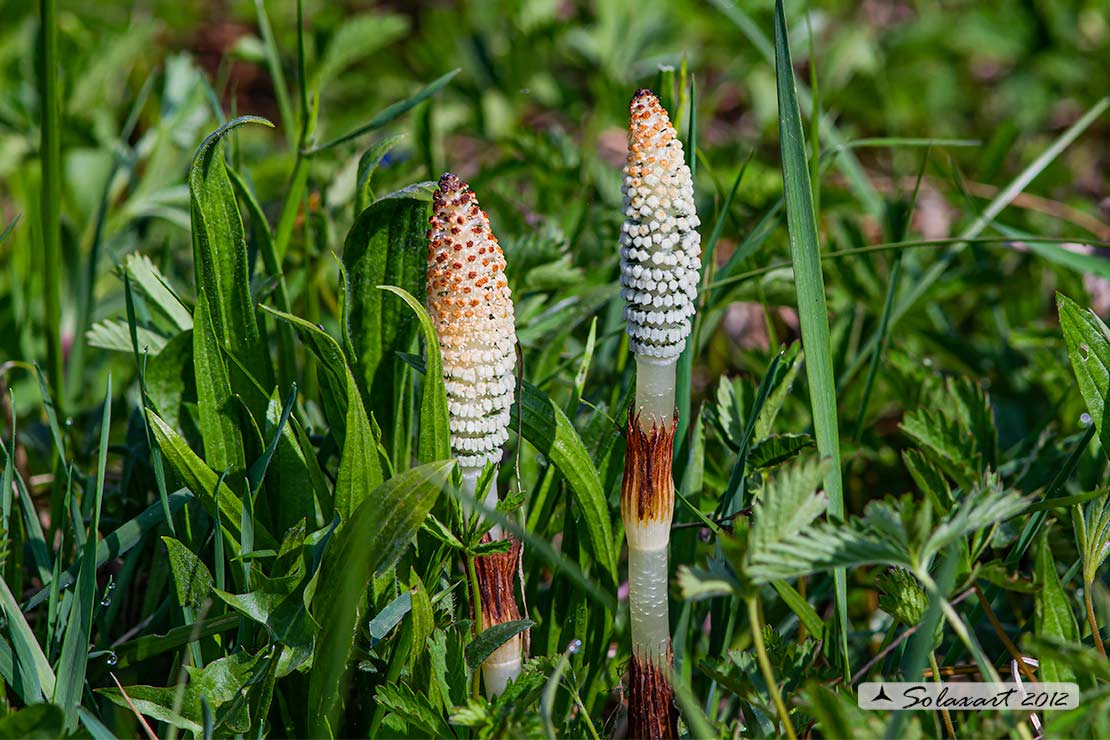 Equisetum telmateia