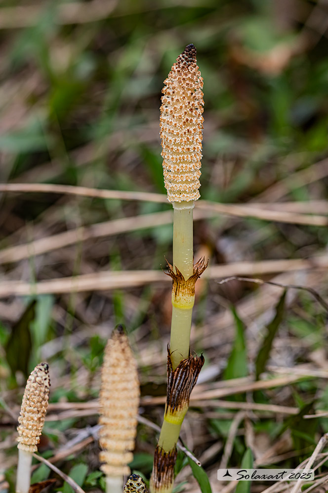 Equisetum telmateia