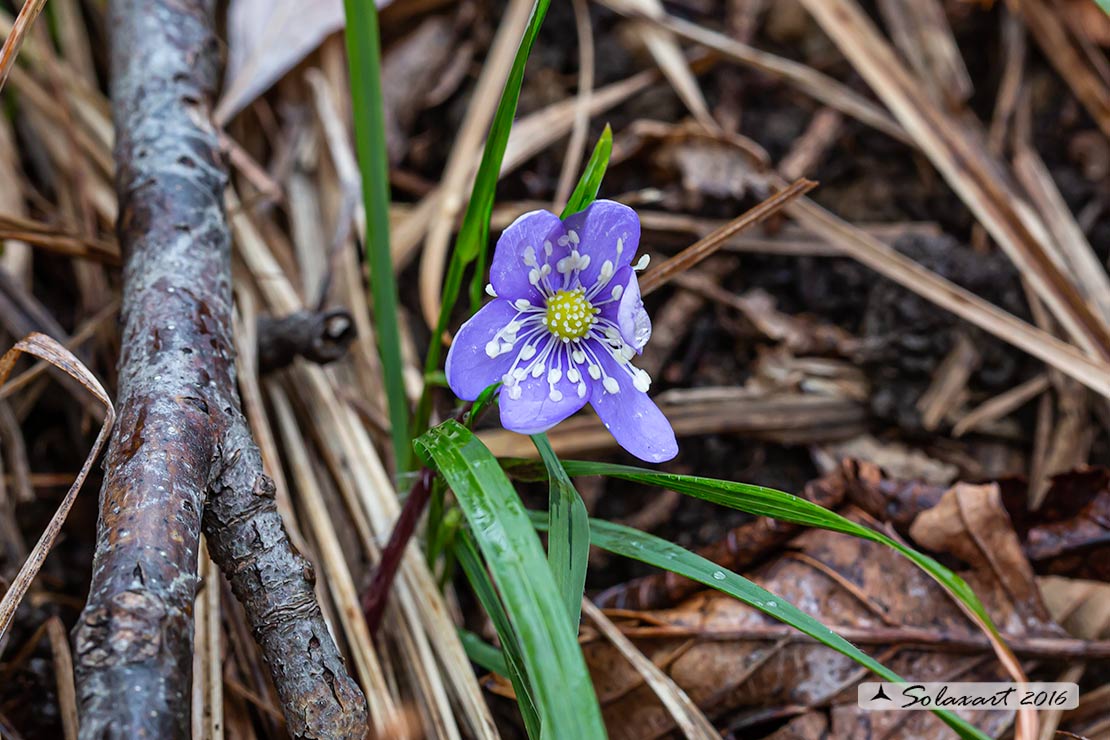 Hepatica nobilis - Erba trinità