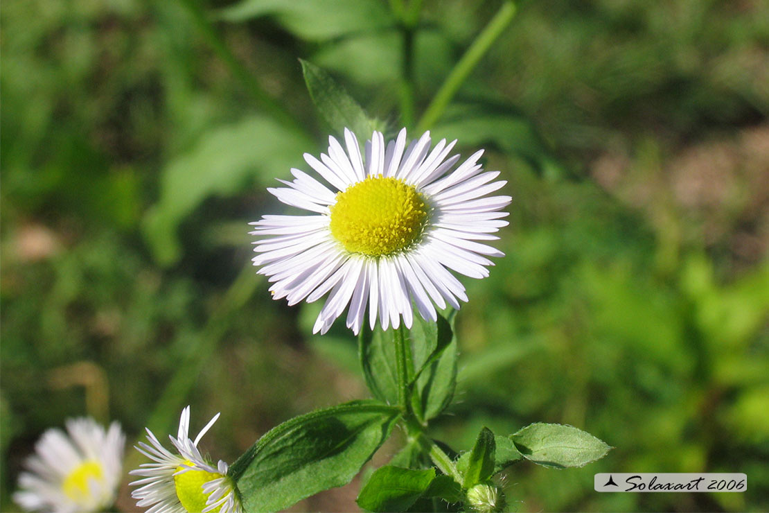 Erigeron annuus