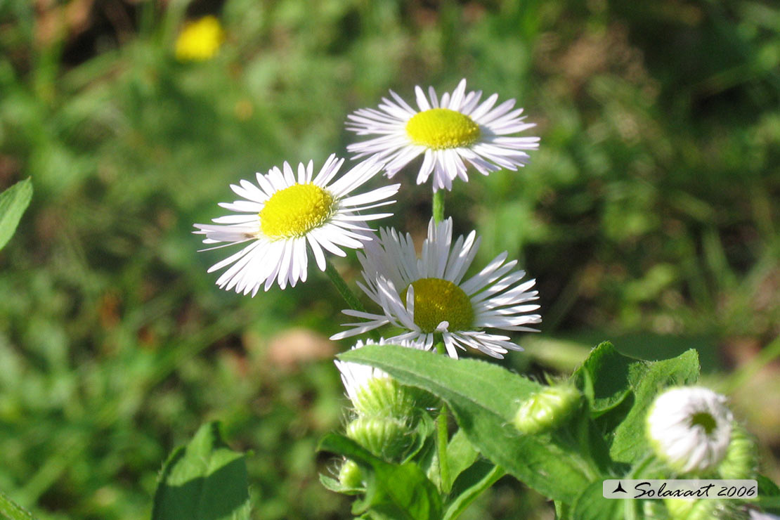 Erigeron annuus