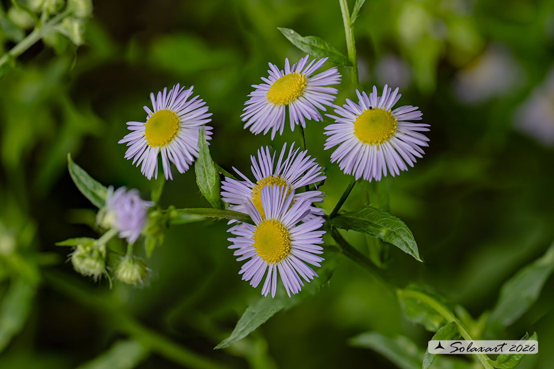 Erigeron annuus