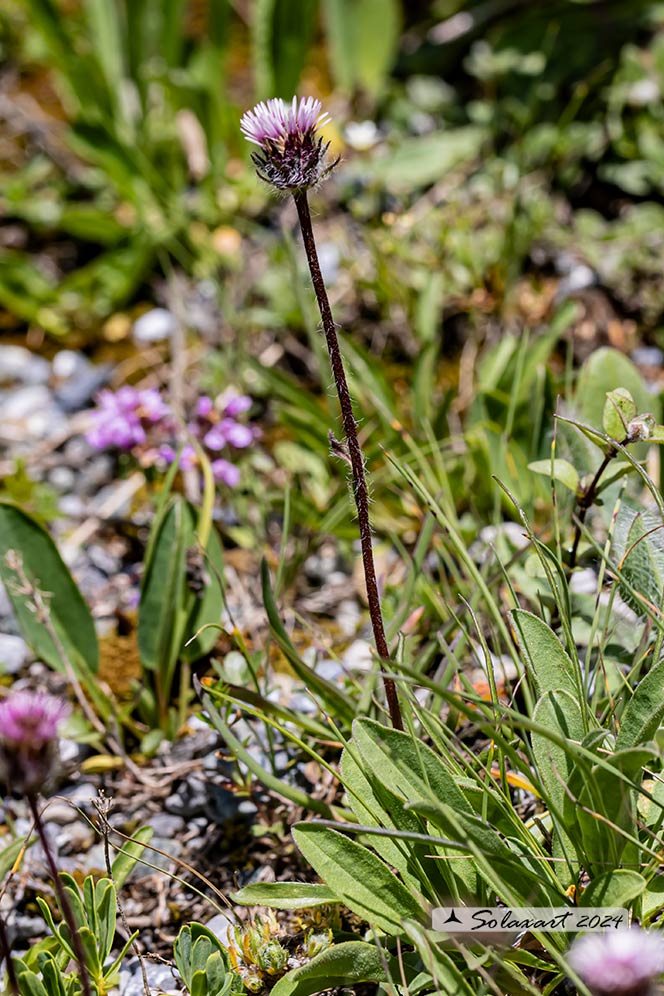 Erigeron uniflorus